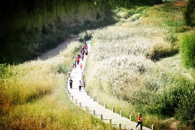 寧夏旅游景點水洞溝蘆花谷