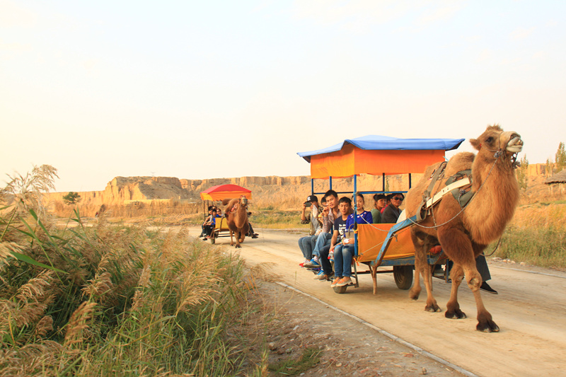 銀川旅游景點(diǎn)水洞溝駝車