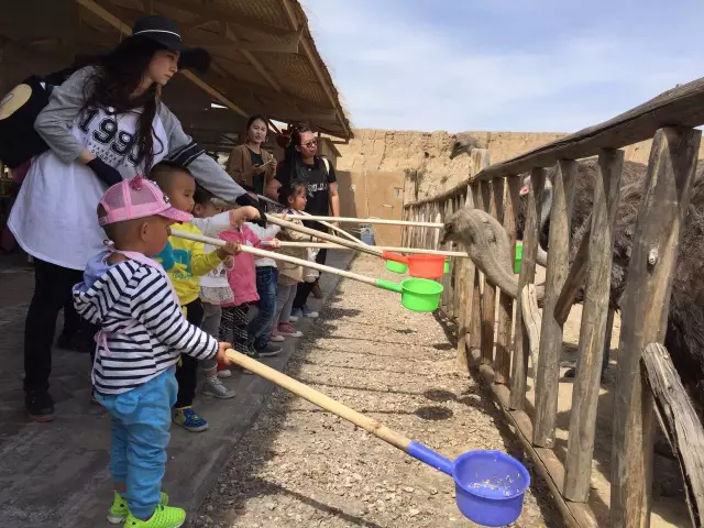 銀川旅游水洞溝喂鴕鳥